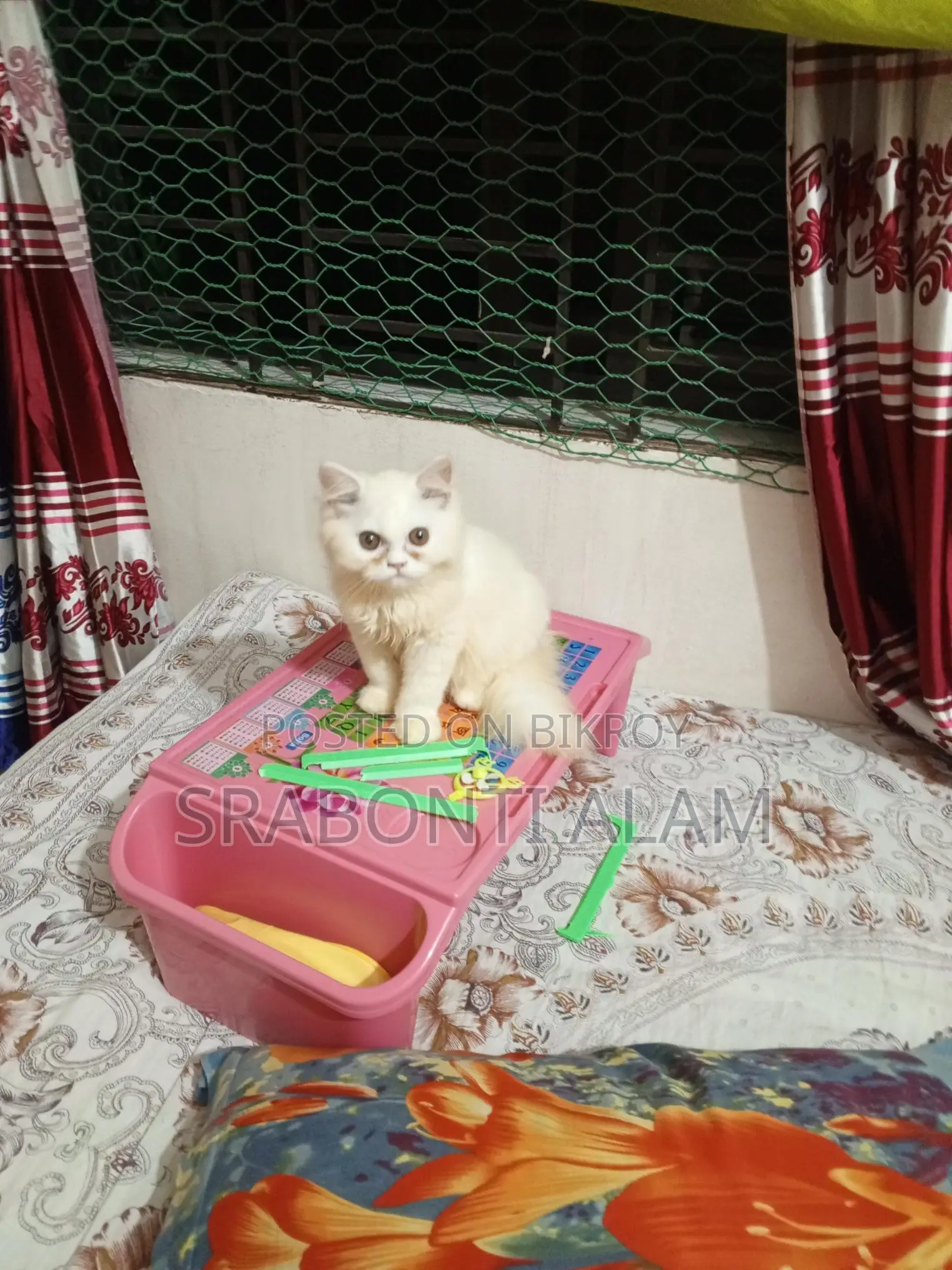 Persian Cat
