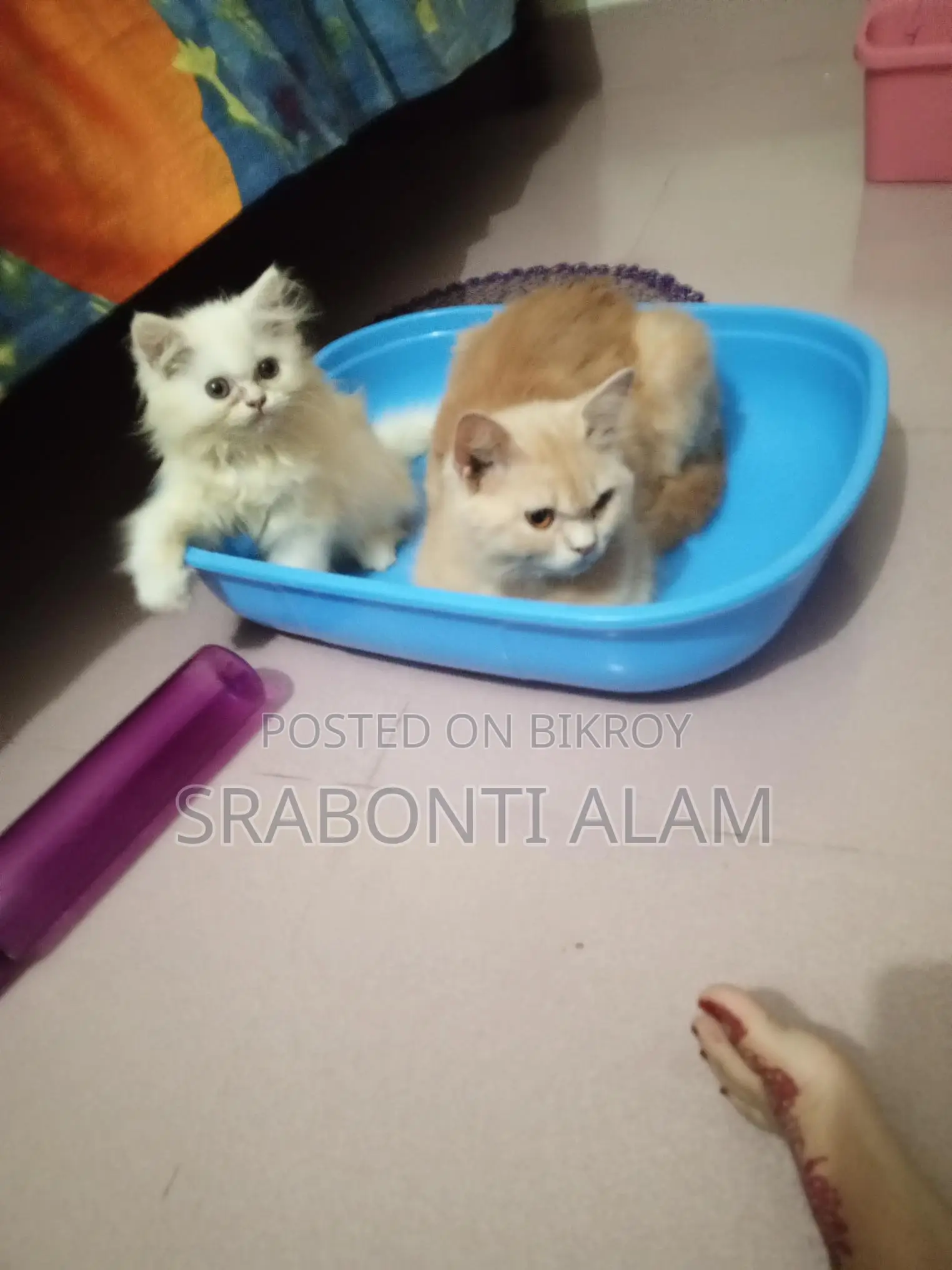 Persian Cat