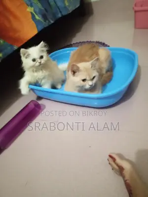 Persian Cat