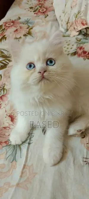 Persian Male Cat