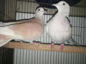 Dove Bird
