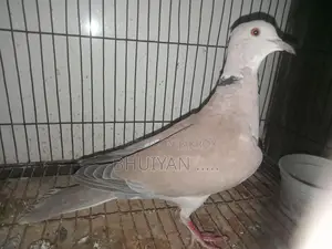 ঘুঘু পাখি