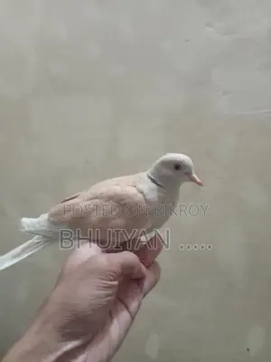 ঘুঘু পাখি