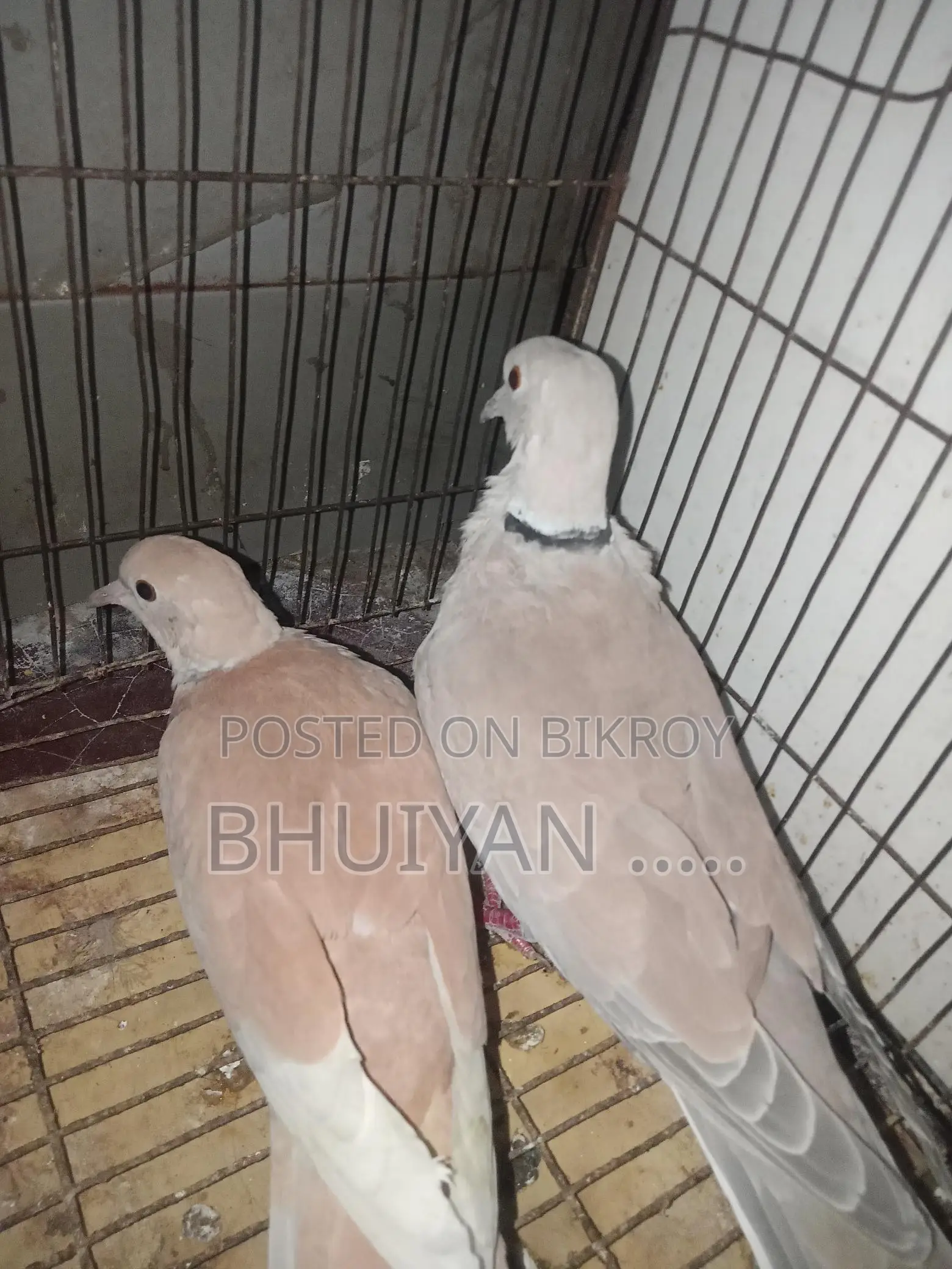 ঘুঘু পাখি