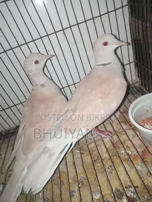 ঘুঘু পাখি
