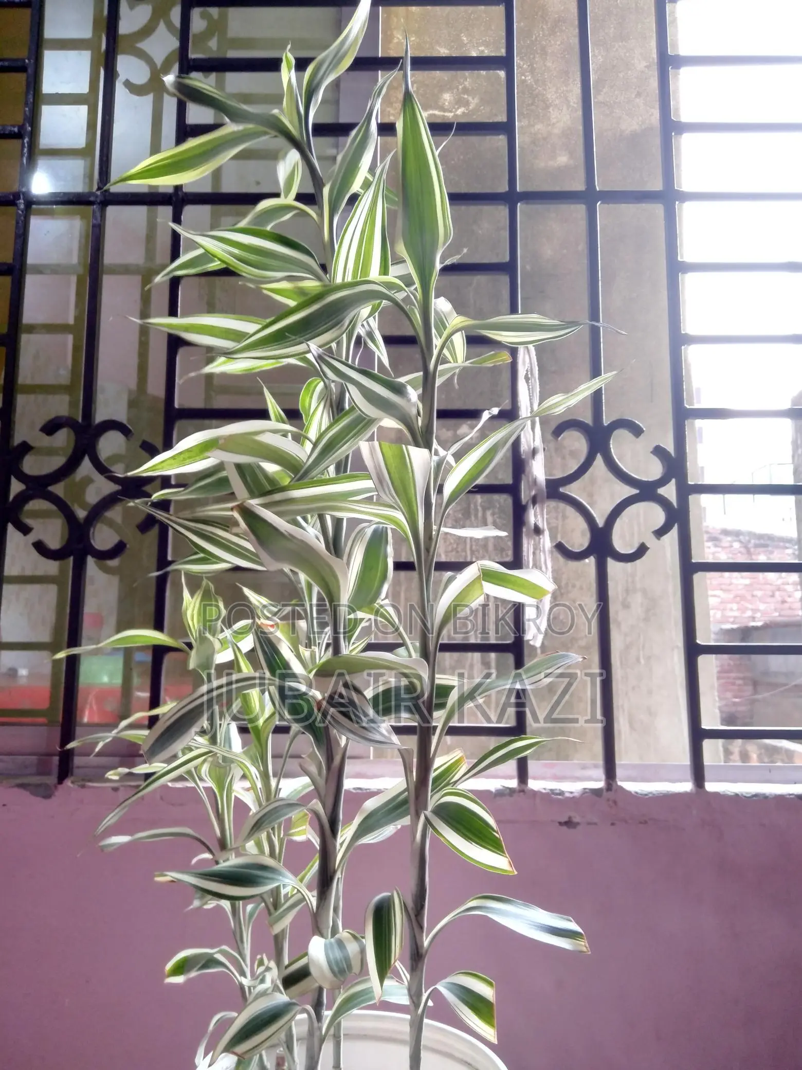 ইনডোর প্ল্যান্ট বিক্রি