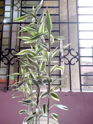 ইনডোর প্ল্যান্ট বিক্রি