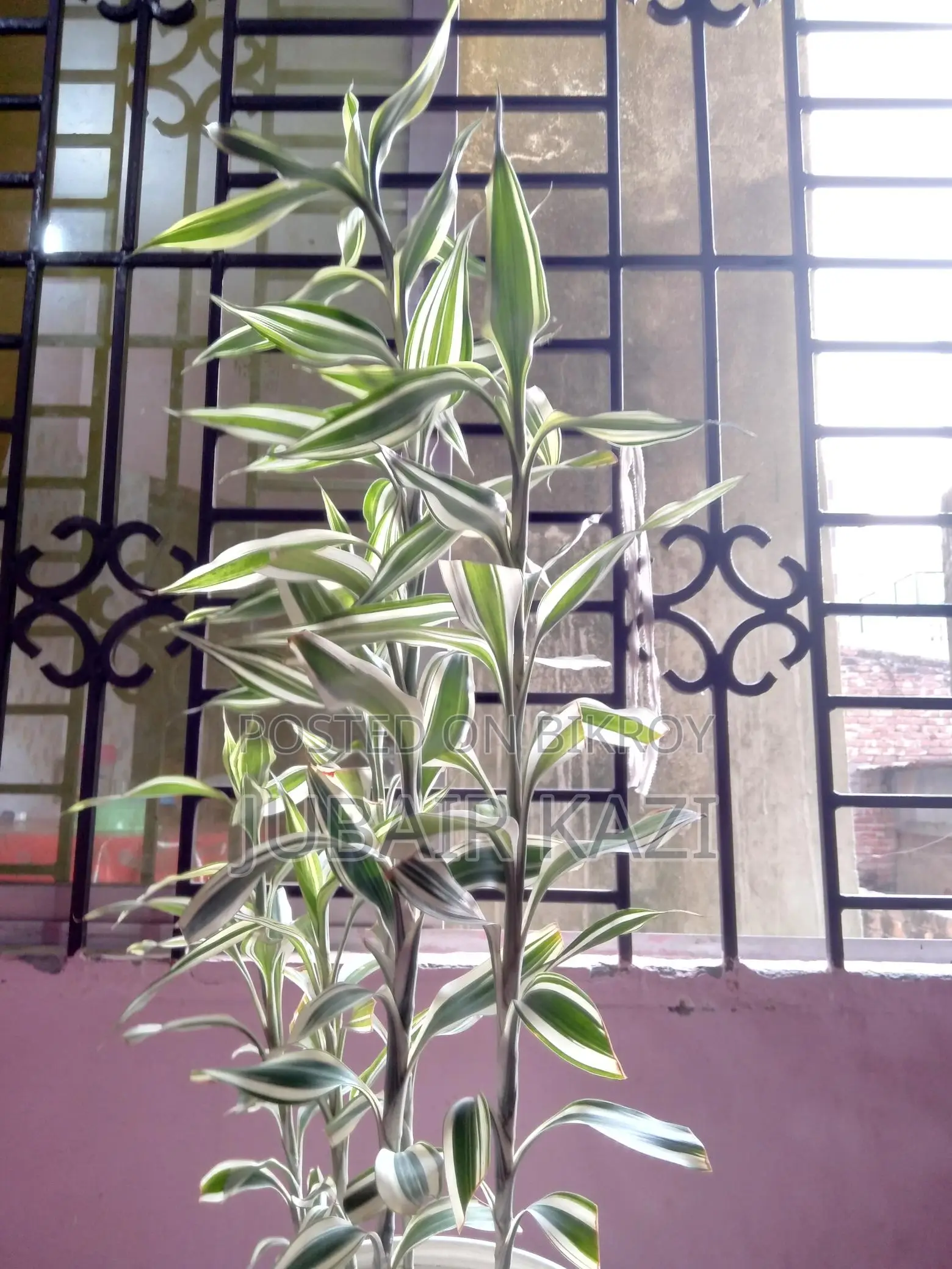 ইনডোর প্ল্যান্ট বিক্রি
