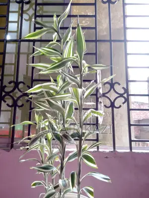 ইনডোর প্ল্যান্ট বিক্রি