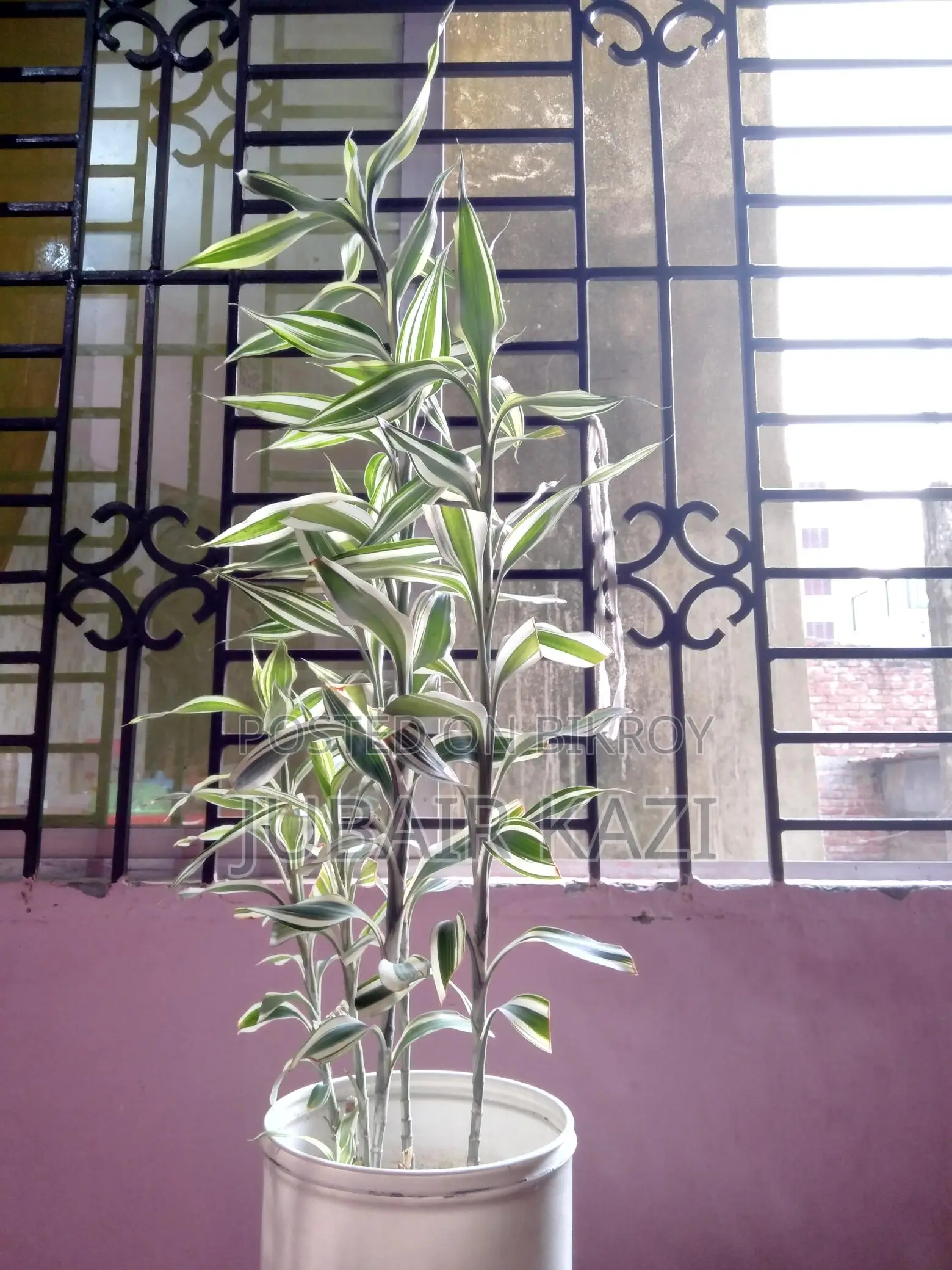 ইনডোর প্ল্যান্ট বিক্রি