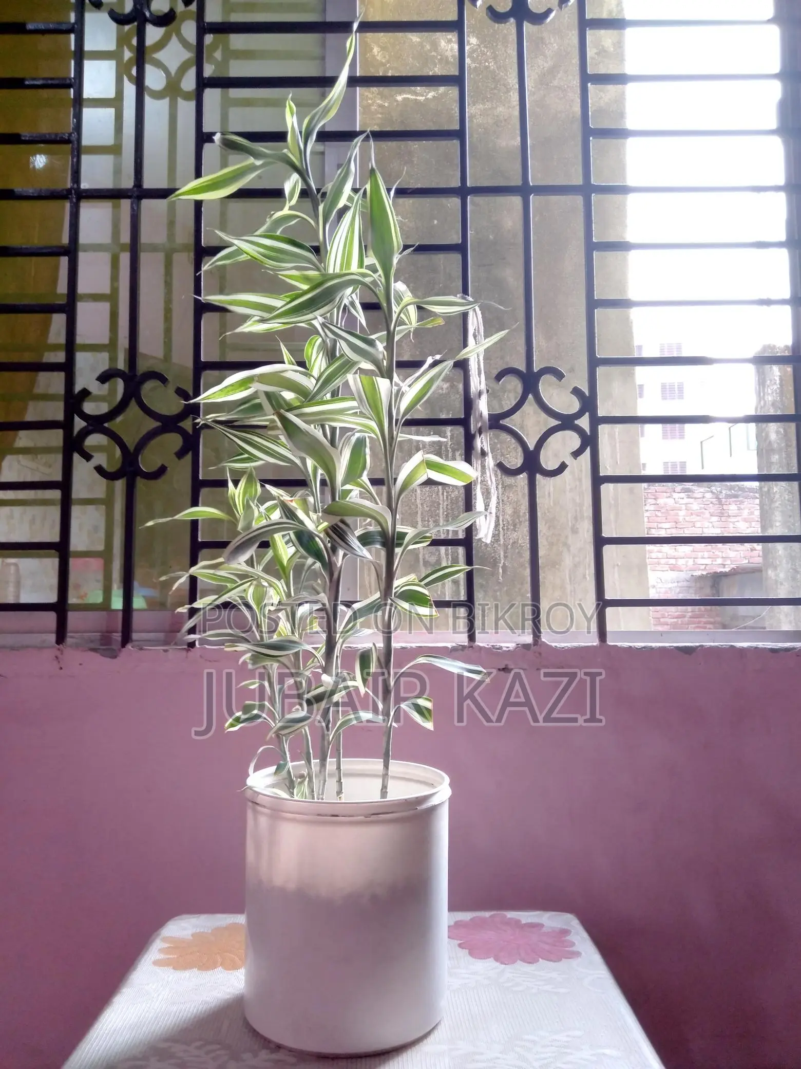 ইনডোর প্ল্যান্ট বিক্রি