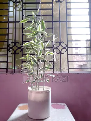 ইনডোর প্ল্যান্ট বিক্রি