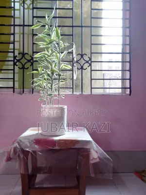 ইনডোর প্ল্যান্ট বিক্রি