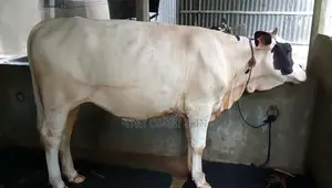No. 1115 High-Quality Heifer