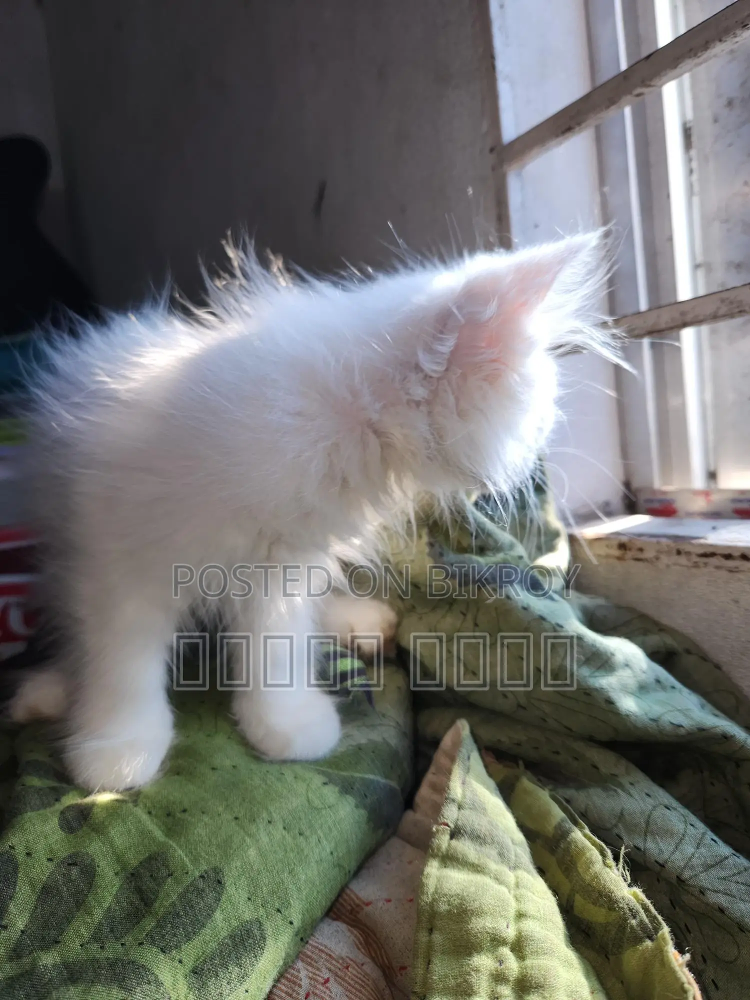 Persian Cat - ODS Eyes
