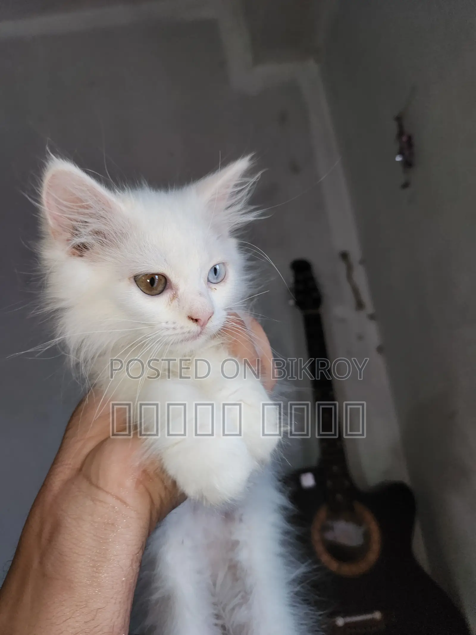 Persian Cat - ODS Eyes