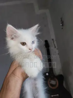 Persian Cat - ODS Eyes