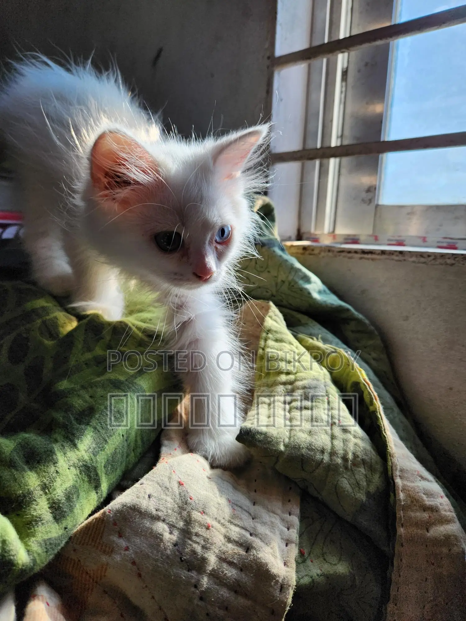 Persian Cat - ODS Eyes