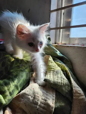 Persian Cat - ODS Eyes
