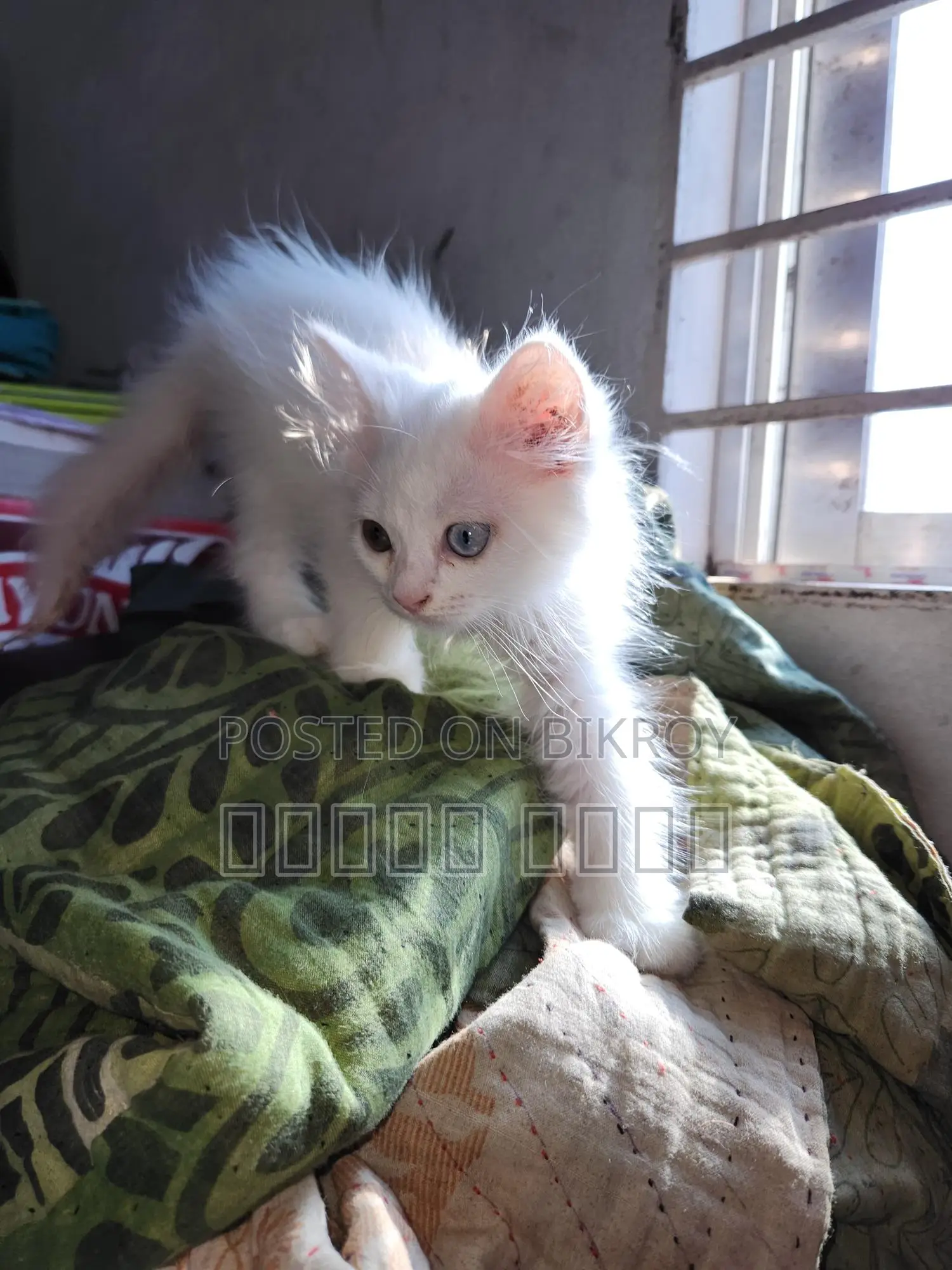 Persian Cat - ODS Eyes