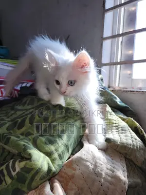 Persian Cat - ODS Eyes