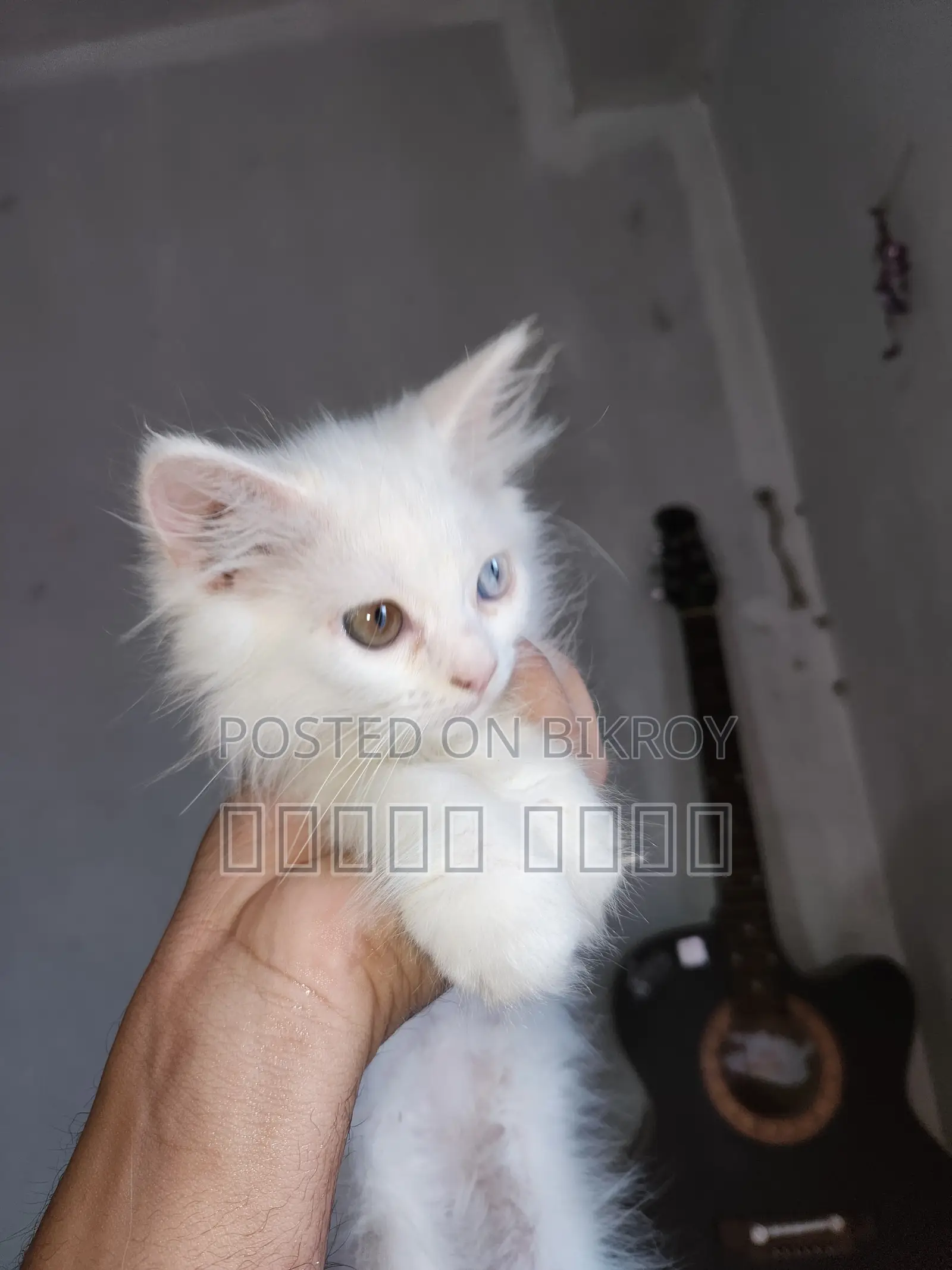 Persian Cat - ODS Eyes