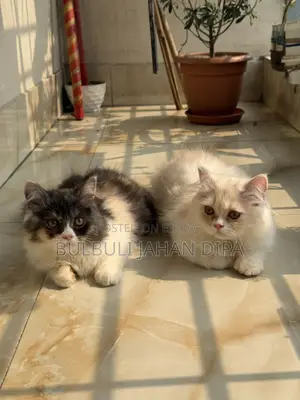 Persian Cat for Urgent Sale