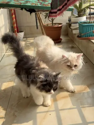Persian Cat for Urgent Sale