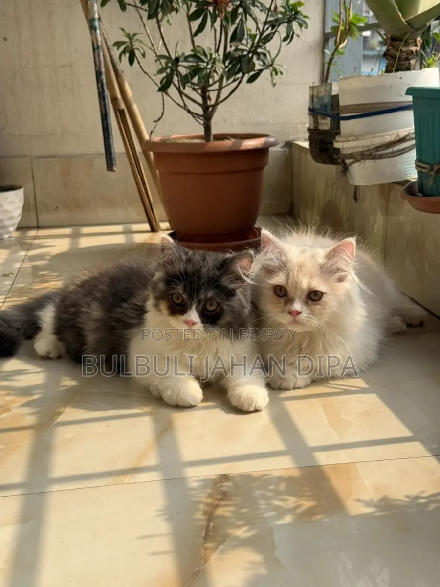 Persian Cat for Urgent Sale