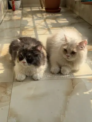 Persian Cat for Urgent Sale