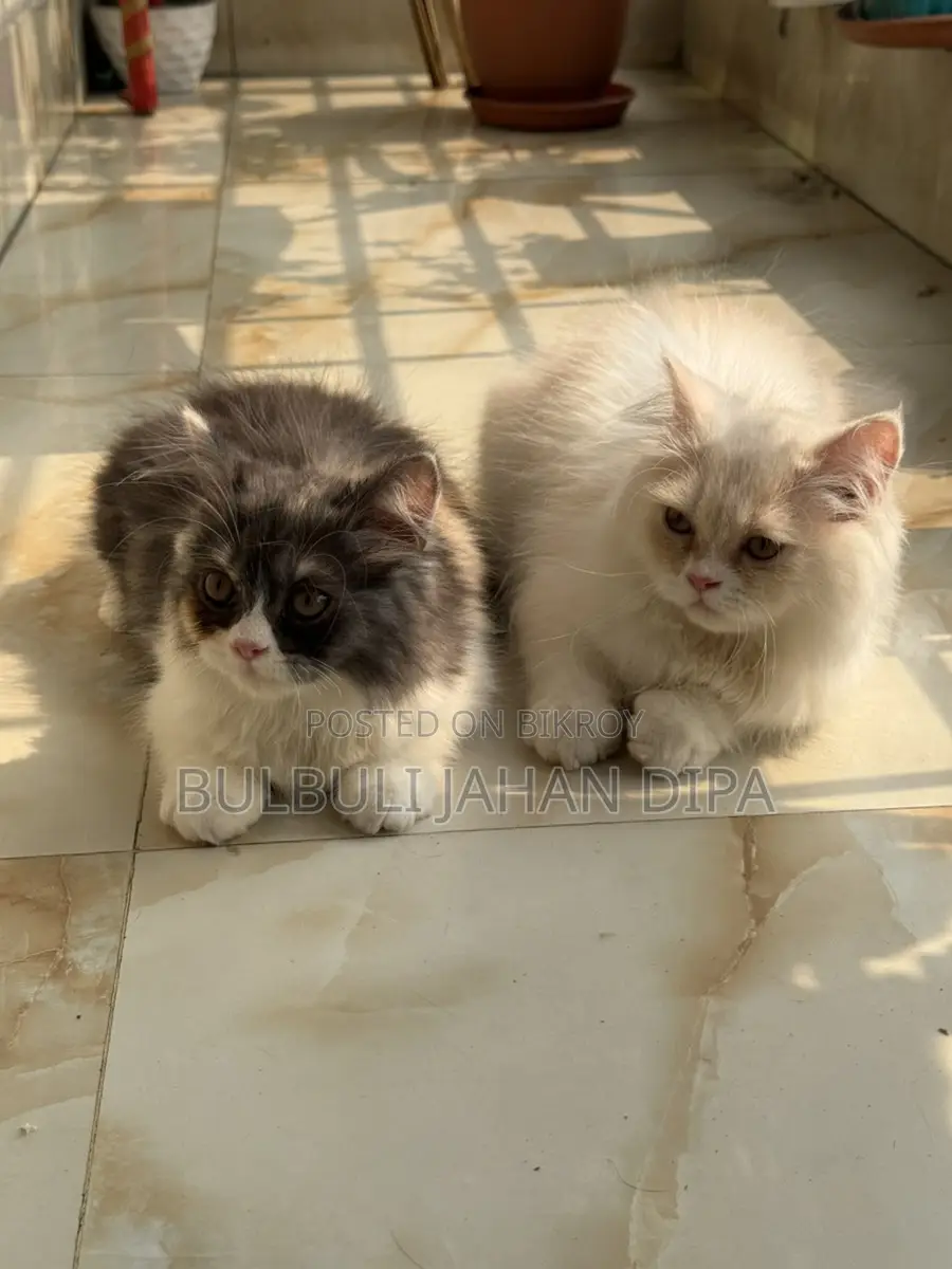 Persian Cat for Urgent Sale