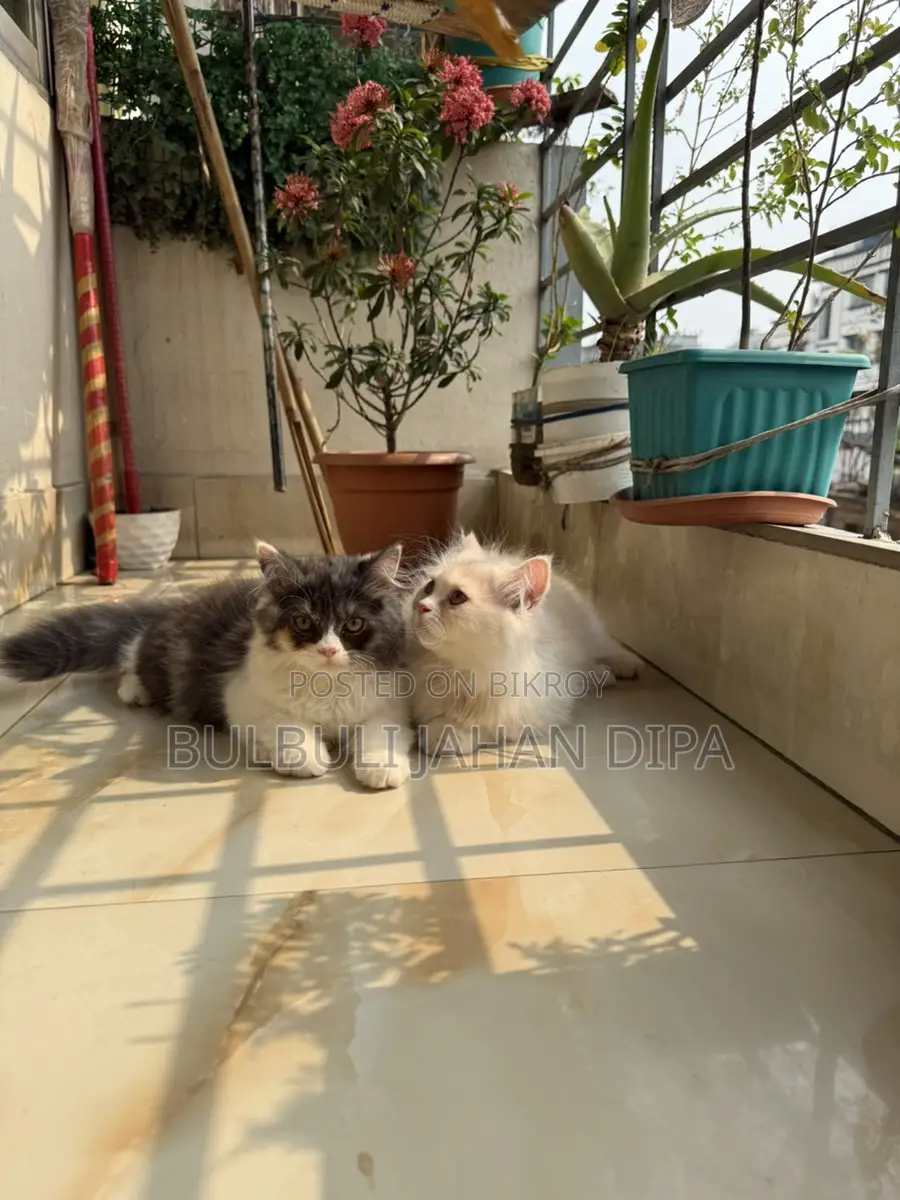 Persian Cat for Urgent Sale