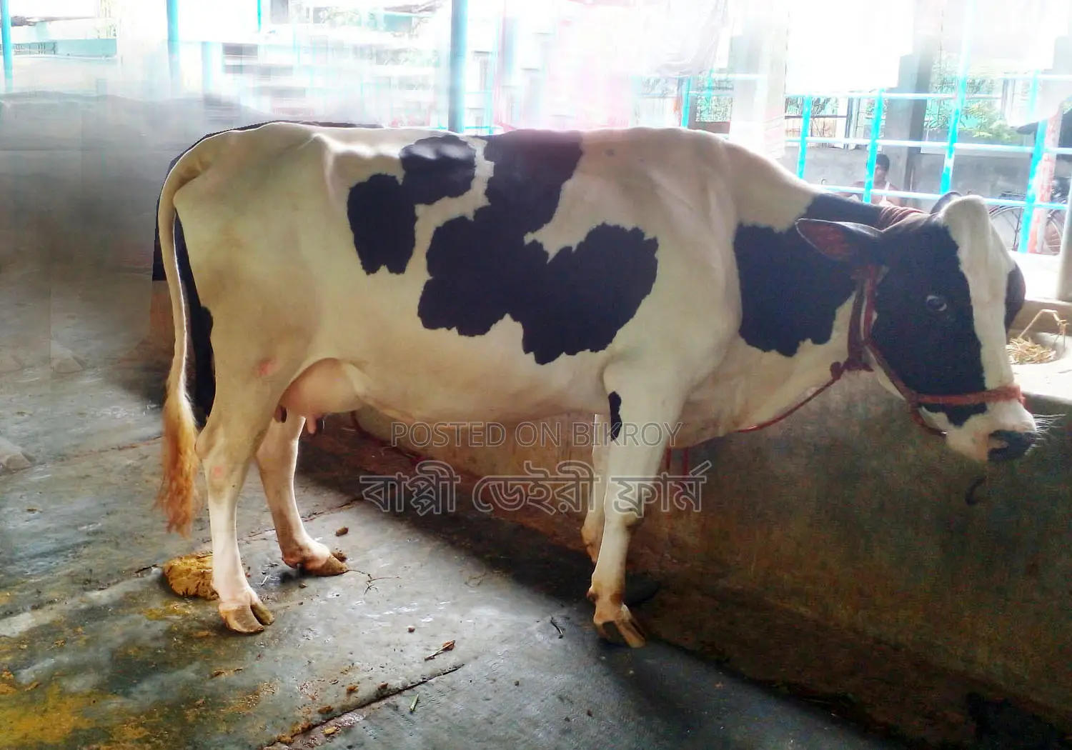 1111 Mundi Cow, Daily Milk Yield 17-18 Liters.