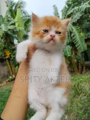 Pure Persian Doll Face Cat