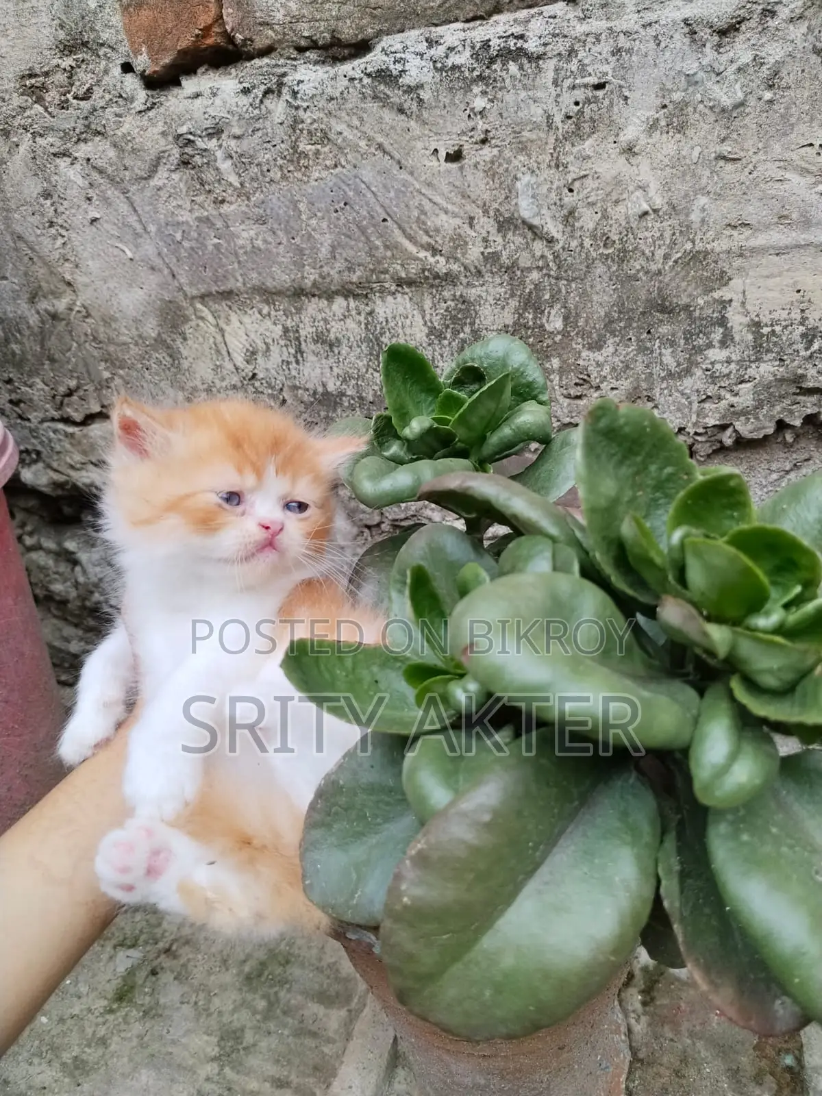 Pure Persian Doll Face Cat