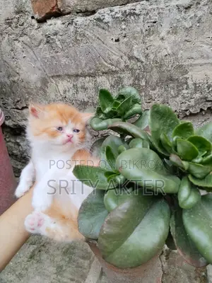 Pure Persian Doll Face Cat