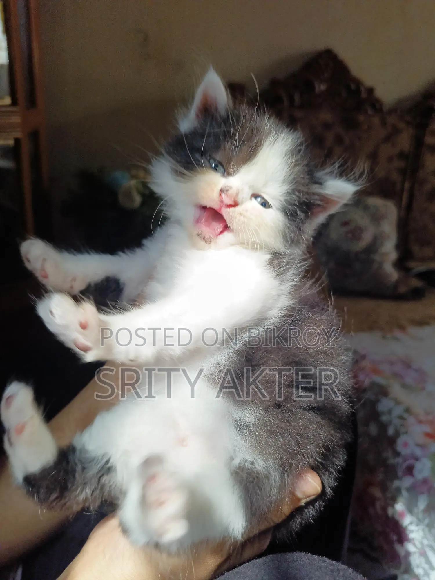 Pure Persian Doll Face Cat
