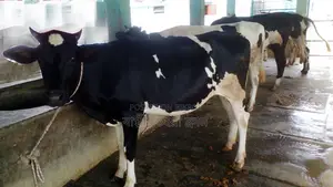 ১১২২ নং পোষার জন্য ভালো জাতের ৪টি বকনা গরু ।