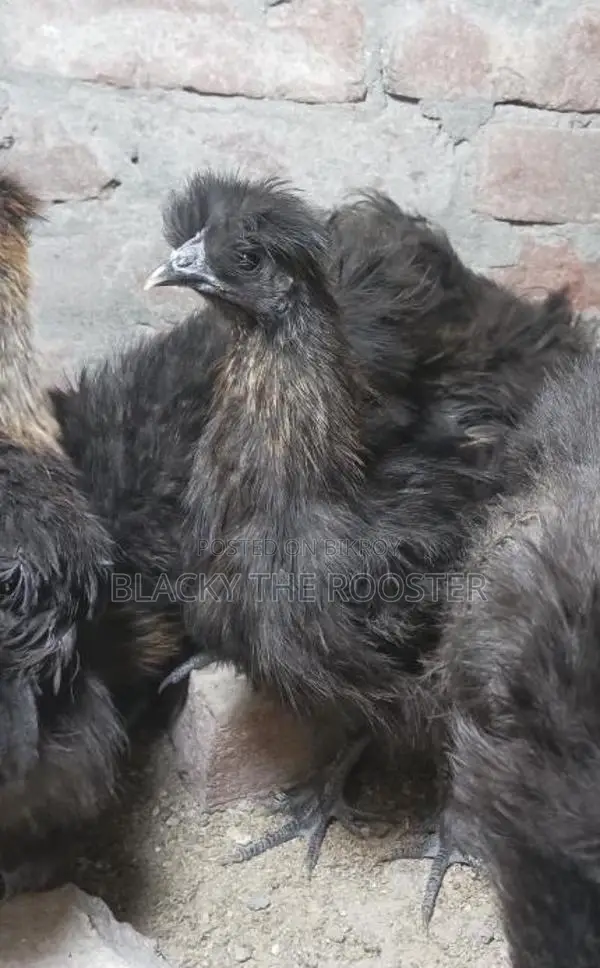 Silkie Chicken