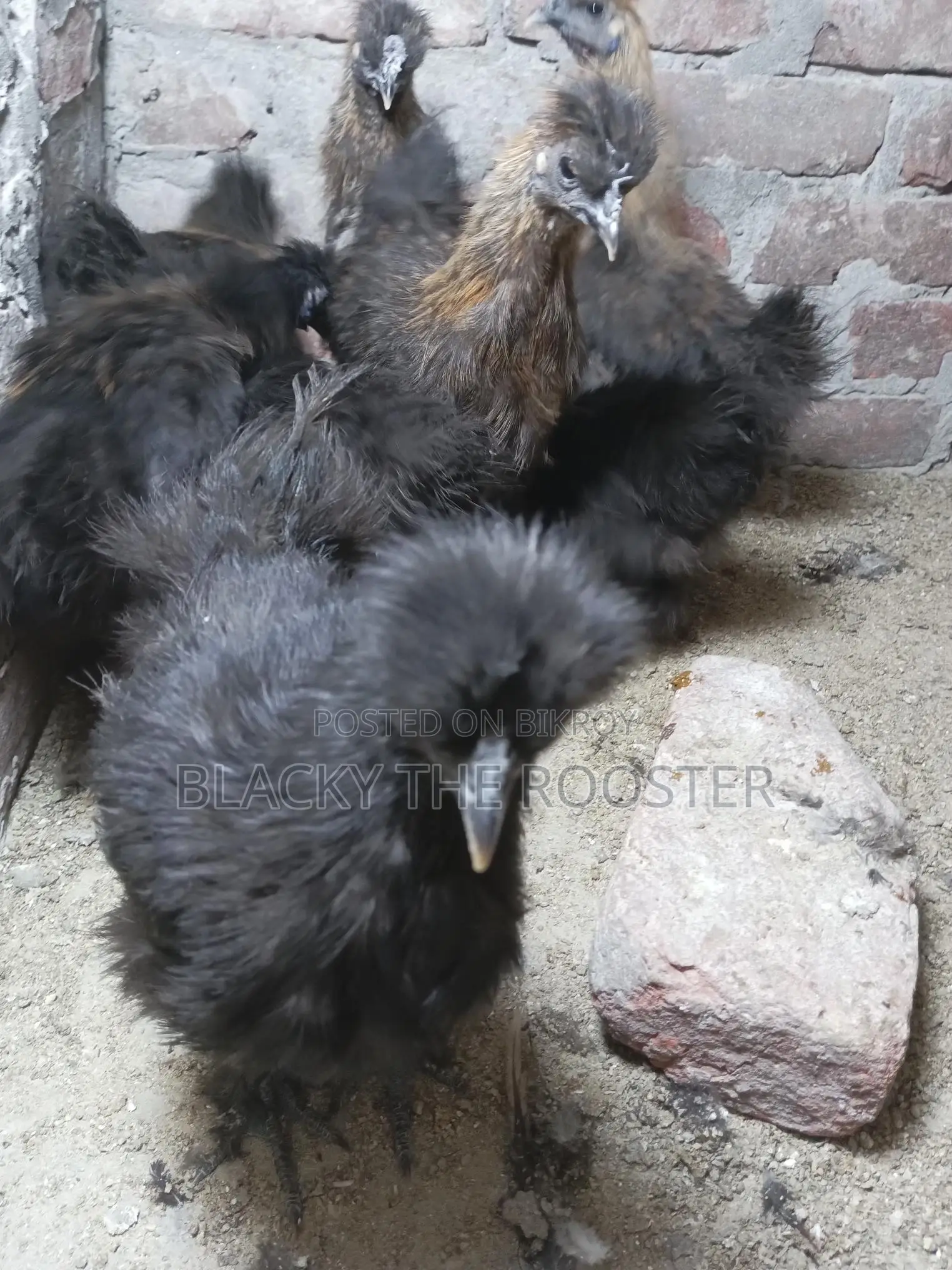 Silkie Chicken