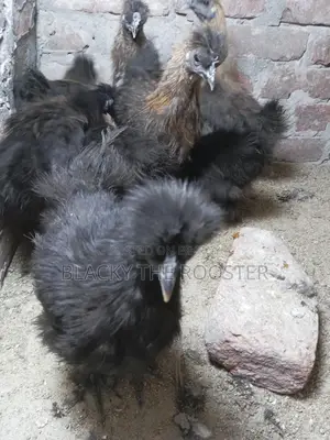 Silkie Chicken