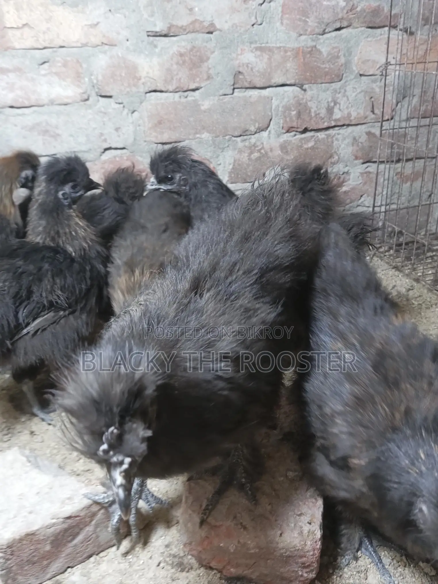 Silkie Chicken
