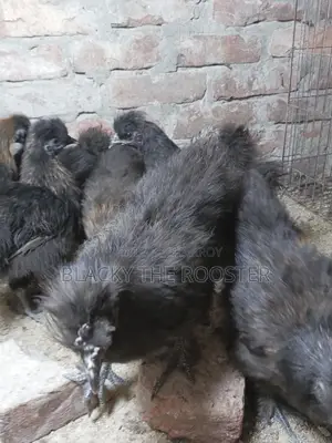 Silkie Chicken