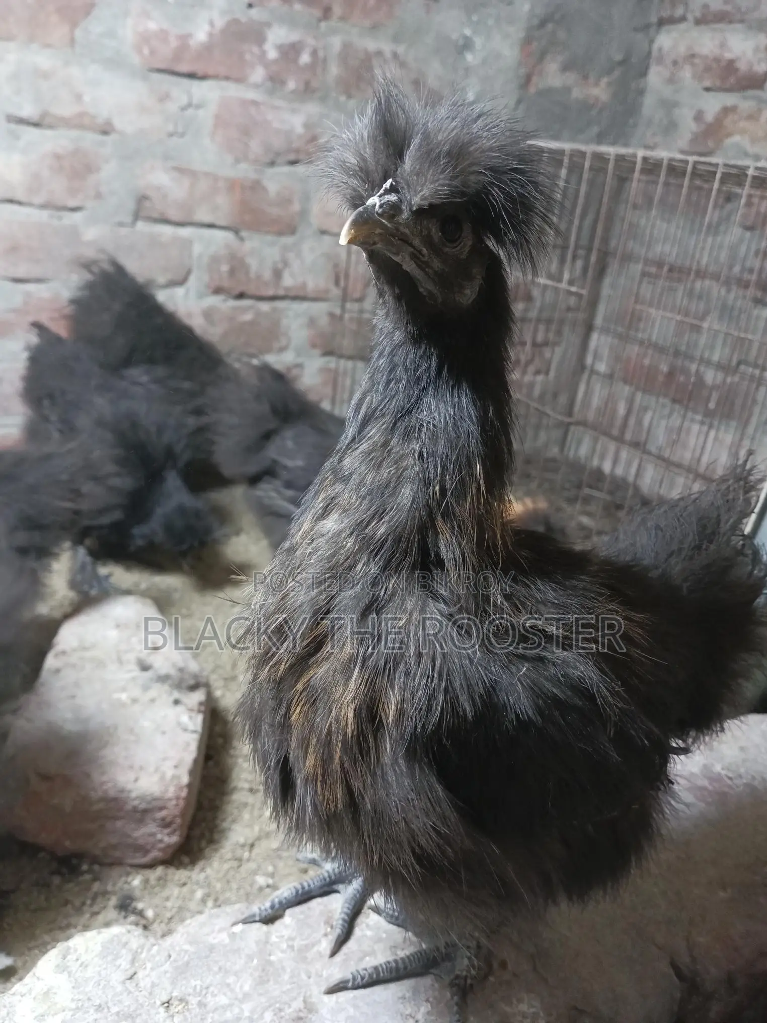 Silkie Chicken