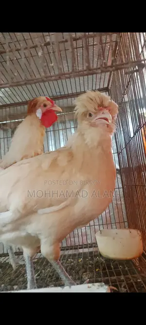 Brahma, Silkie, Polish Cap Chickens and Hatching Eggs