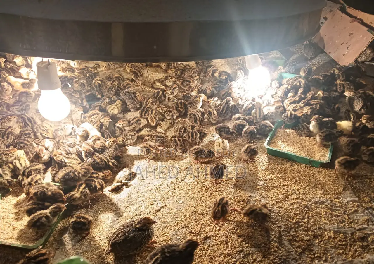 Quail Chicks for Sale