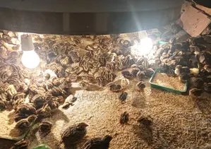 Quail Chicks for Sale