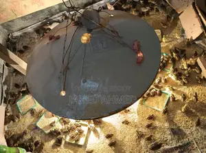Quail Chicks for Sale