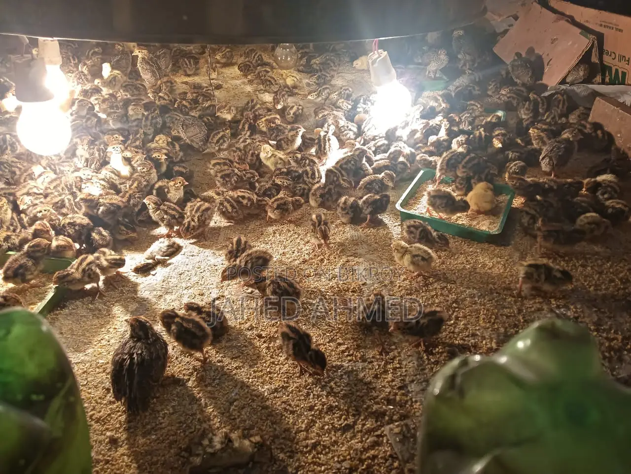Quail Chicks for Sale