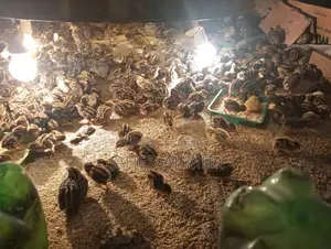 Quail Chicks for Sale